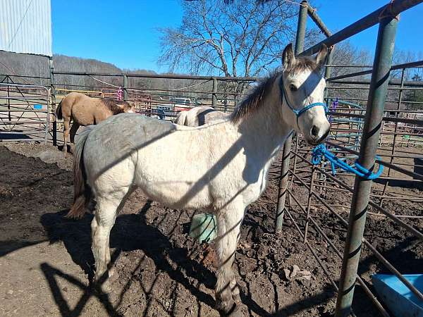 black-quarter-horse-filly