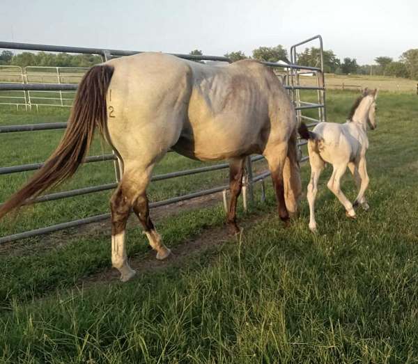 buckskin-quarter-horse-filly
