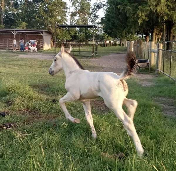 roan-quarter-horse-filly