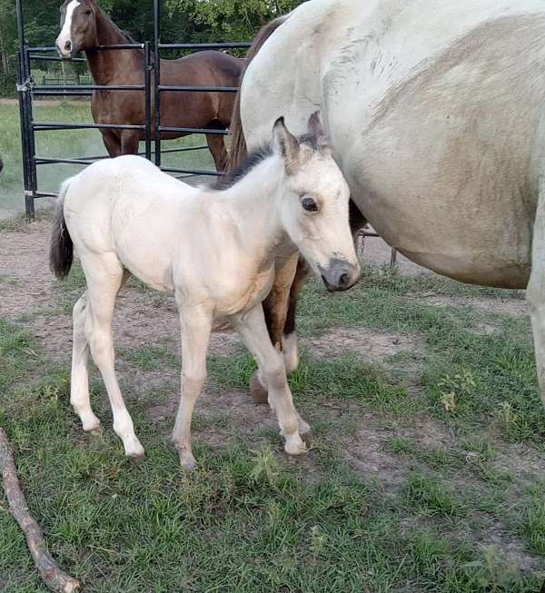 white-quarter-horse-filly