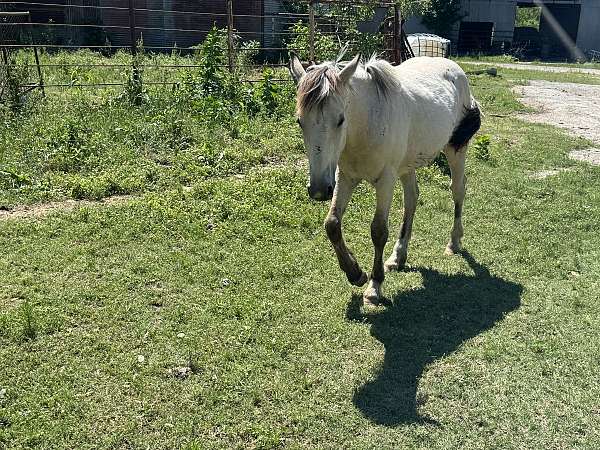 ranch-work-quarter-horse