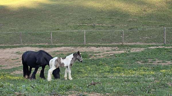 tobiano-colt-gelding-for-sale