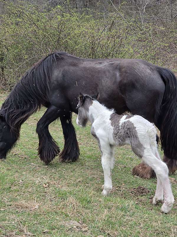 tobiano-colt-gelding