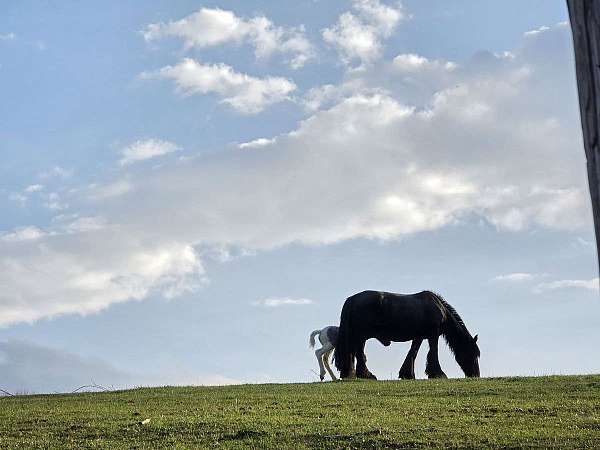 gypsy-vanner-colt