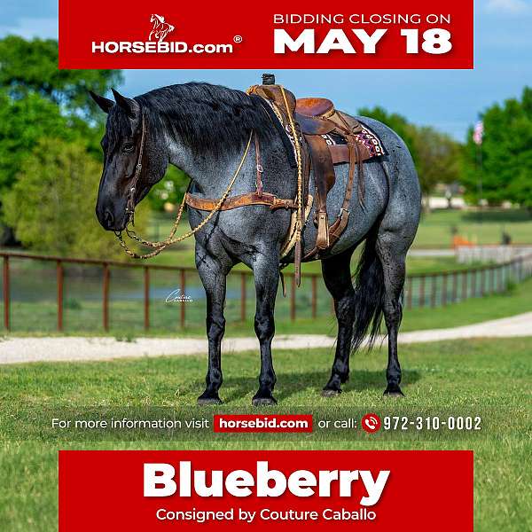 all-around-draft-horse