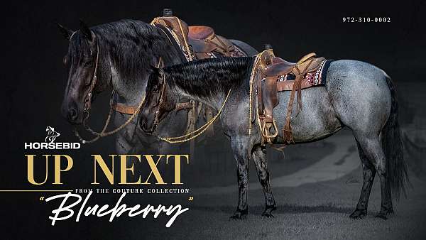 cross-draft-horse