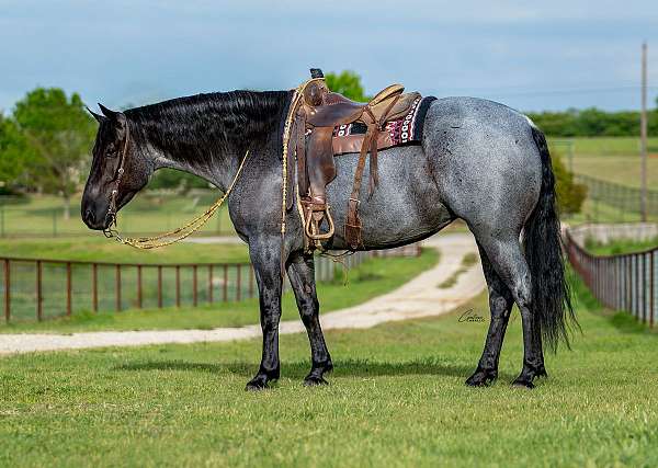 athletic-draft-horse