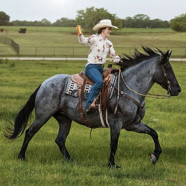 draft-horse