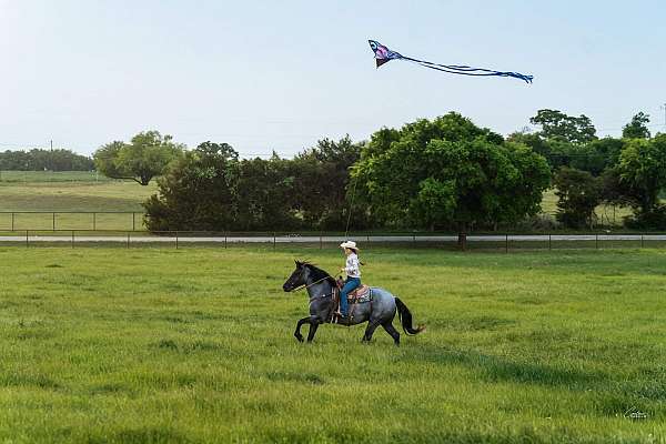 husband-safe-draft-horse