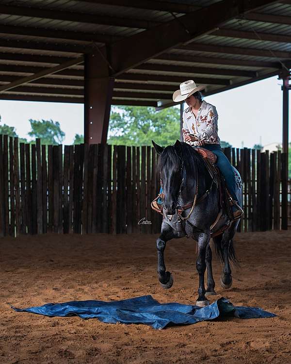 show-draft-horse