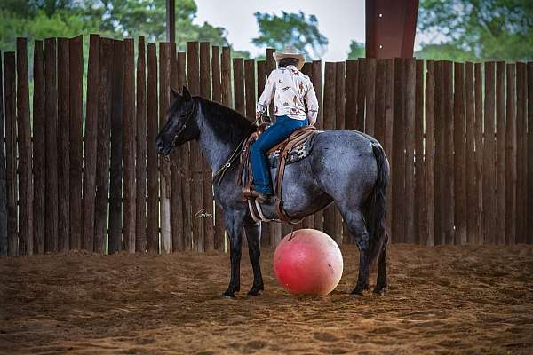 trail-riding-draft-horse
