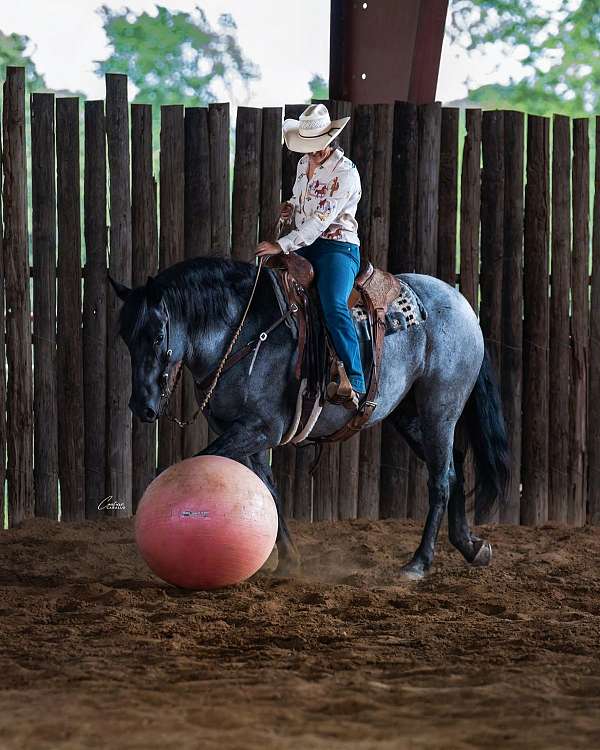 western-riding-draft-horse