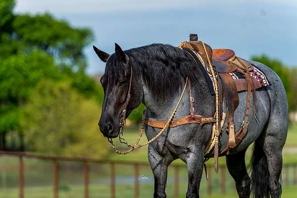 working-cattle-draft-horse