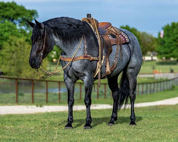 youth-draft-horse