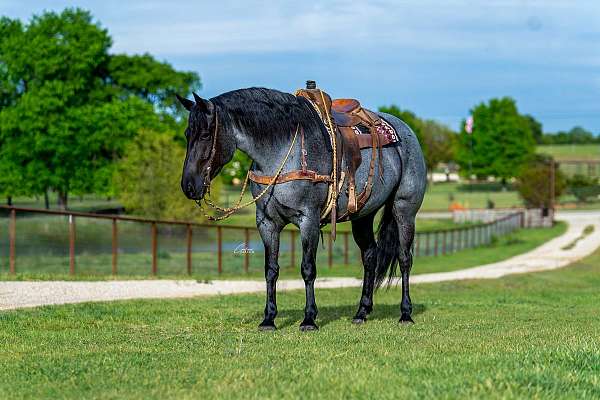 blue-roan-draft-mare