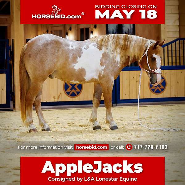 all-around-gypsy-vanner-horse