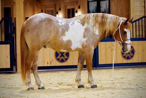 athletic-gypsy-vanner-horse