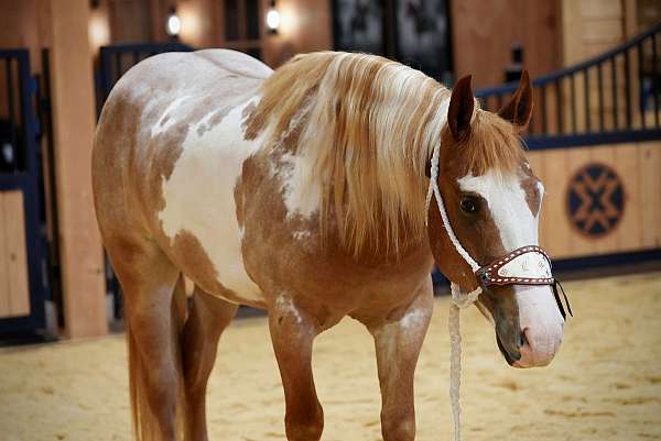 beginner-gypsy-vanner-horse