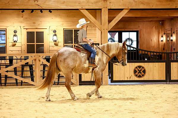 cross-gypsy-vanner-horse