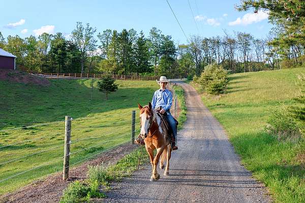 ranch-gypsy-vanner-horse