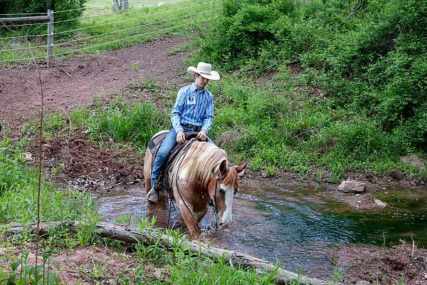 ranch-work-gypsy-vanner-horse