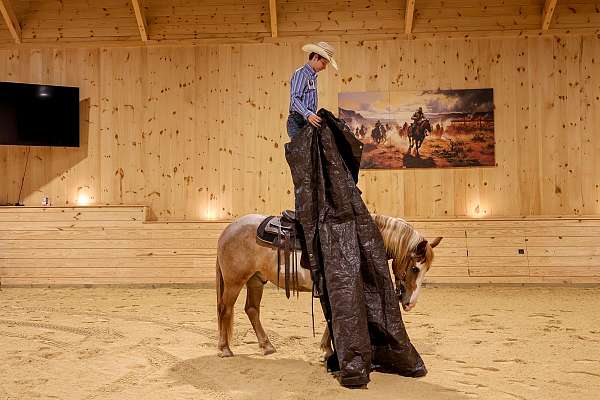 trail-gypsy-vanner-horse