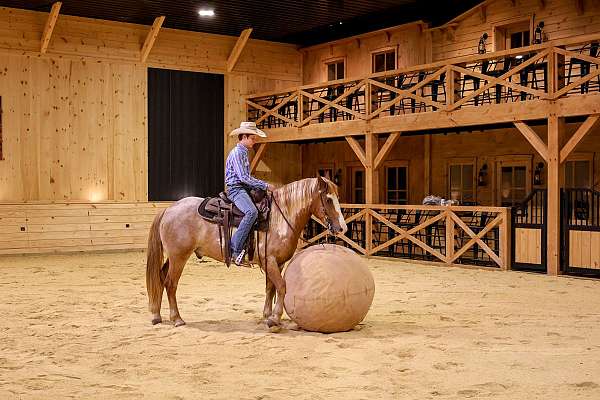 trail-riding-gypsy-vanner-horse