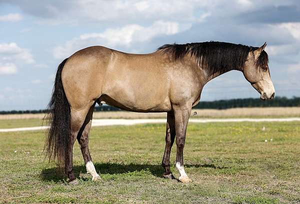 all-around-quarter-horse