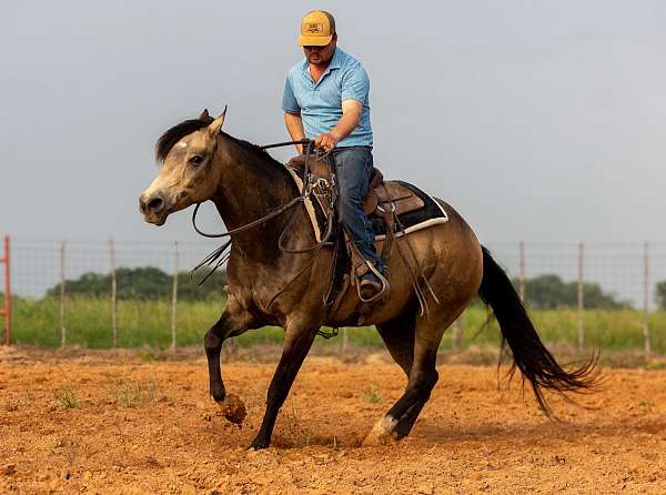 athletic-quarter-horse
