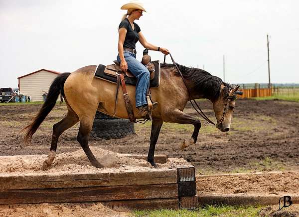 flashy-quarter-horse