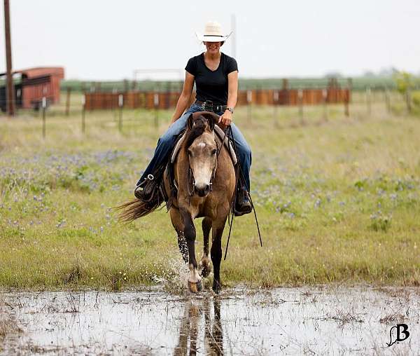 performance-quarter-horse