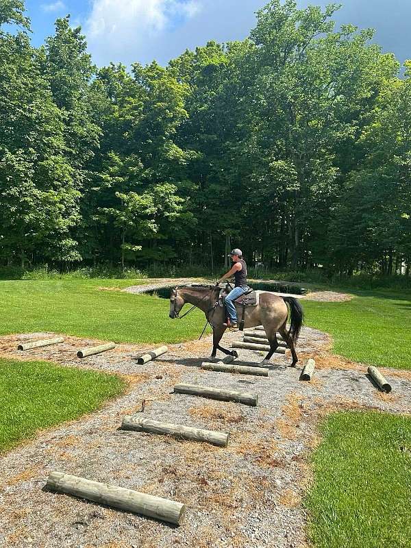 ranch-versatility-quarter-horse