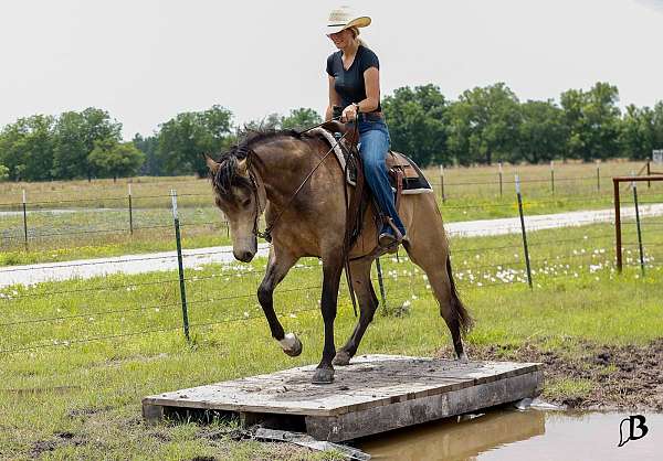 reining-quarter-horse