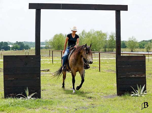 show-quarter-horse