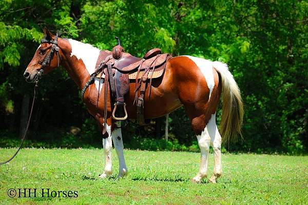 all-around-paint-horse