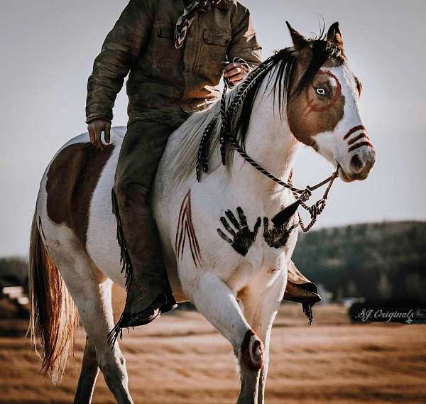 dun-marking-horse