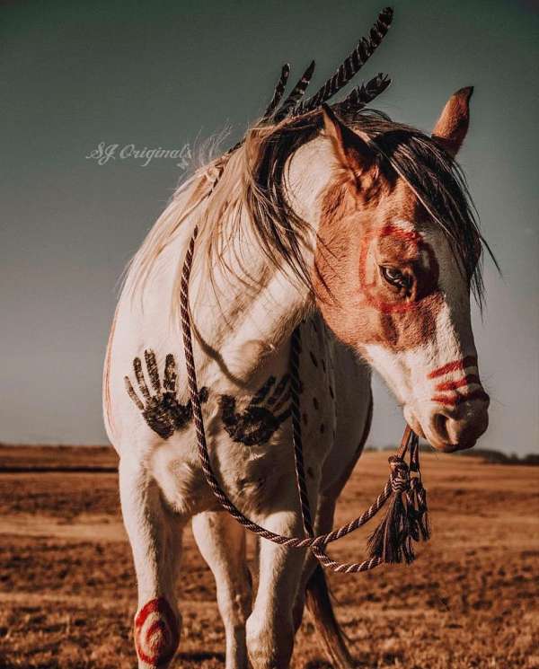 dun-gelding-paint-horse