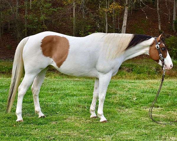 loyal-paint-horse