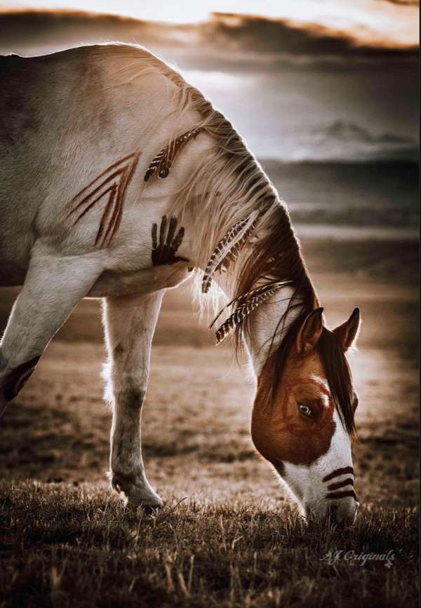 registered-tobiano-horse