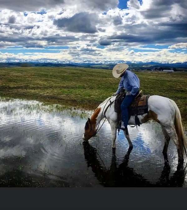 body-control-gelding