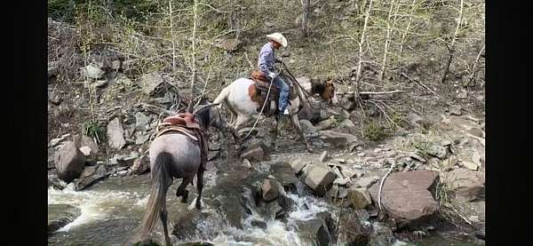 bullwhip-gelding