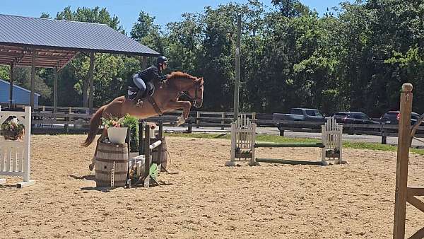 chestnut-white-eventing-show-horse