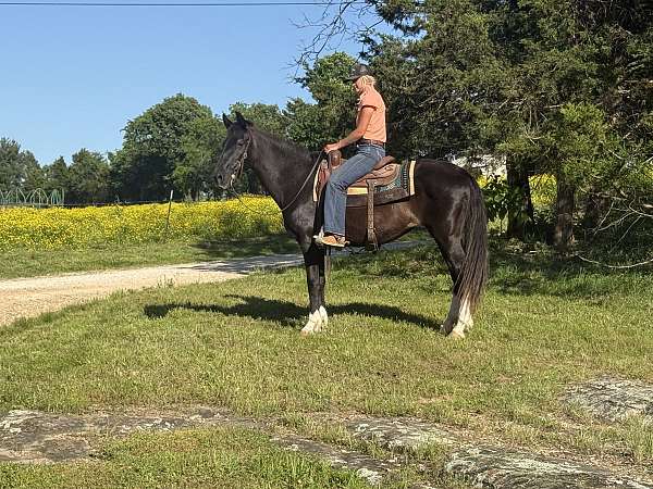 nice-family-horse-tennessee-walking