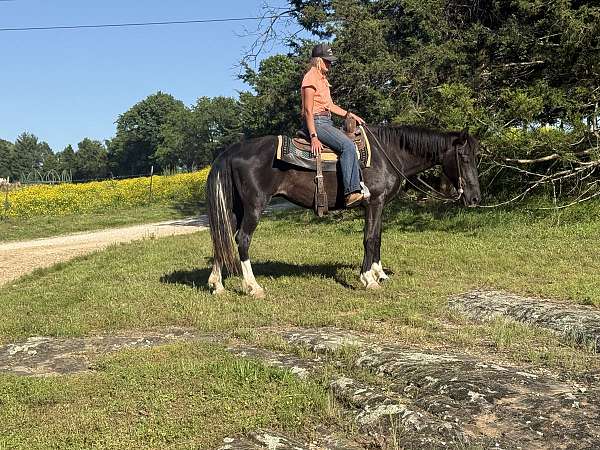 around-tennessee-walking-horse