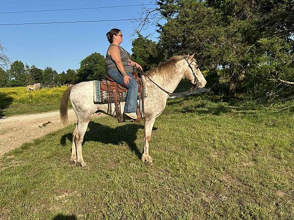 and-easy-to-handle-appaloosa-pony
