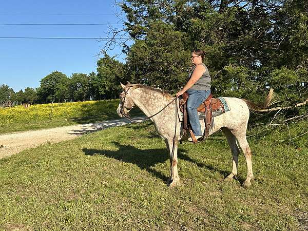 app-appaloosa-pony