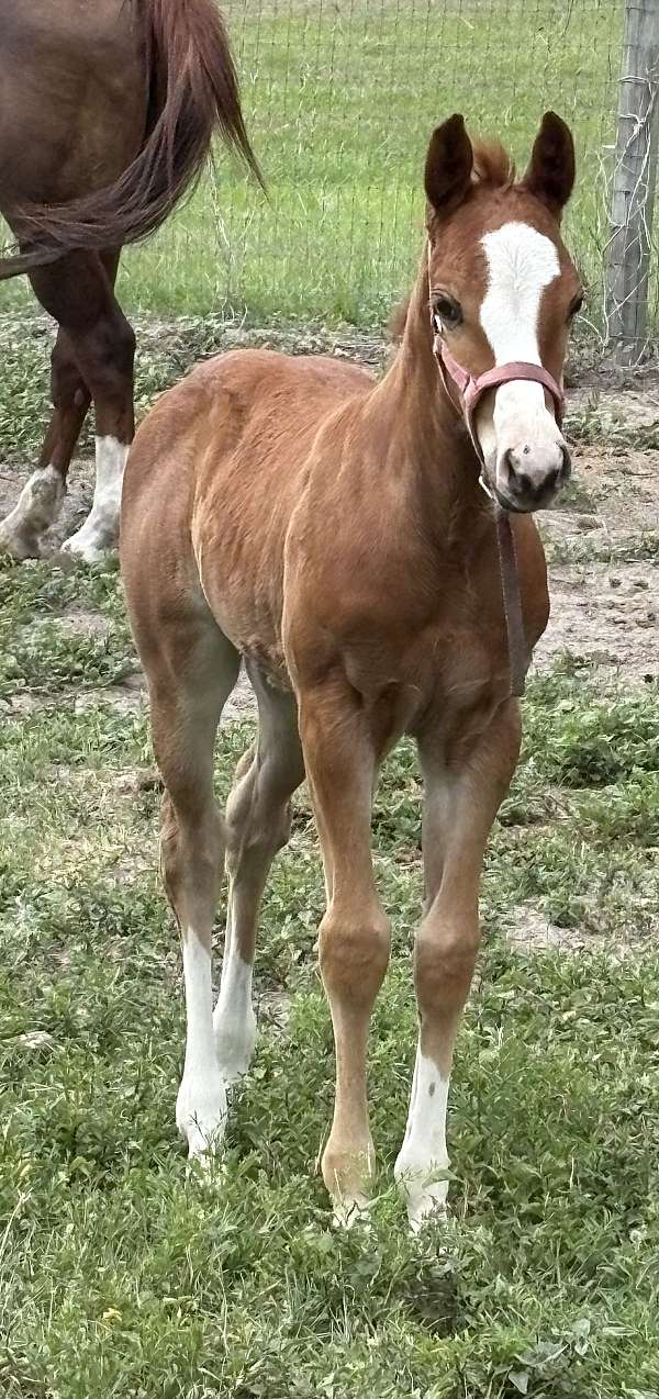 quarter-horse-filly