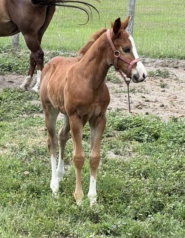 quarter-horse-for-sale