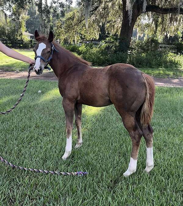 quarter-horse