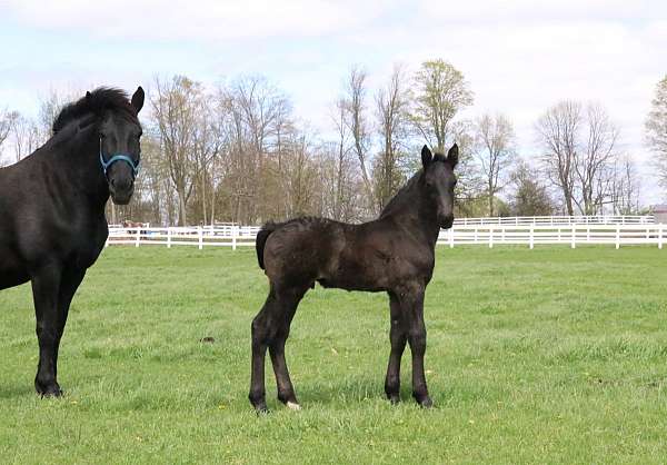inside-left-hind-white-to-ankle-horse